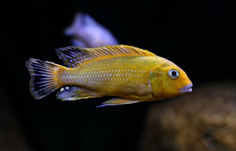 Pseudotropheus sp. 'williamsi north' Manda